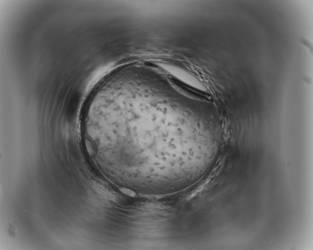 X0000091540246200708171250