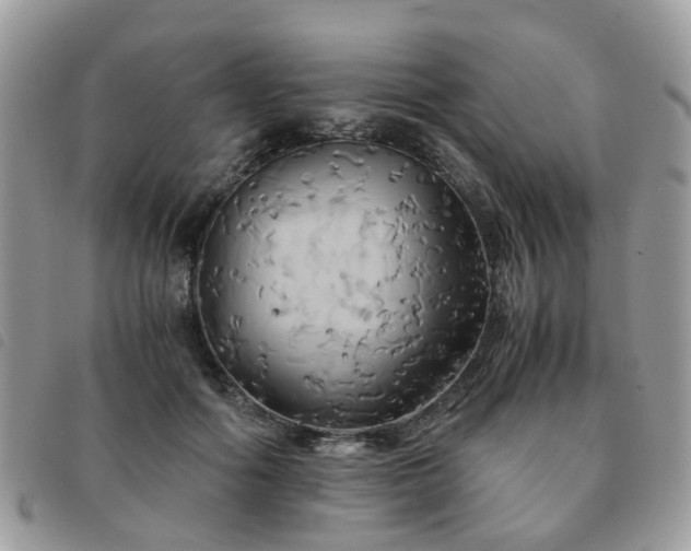 X0000091540602200708171246