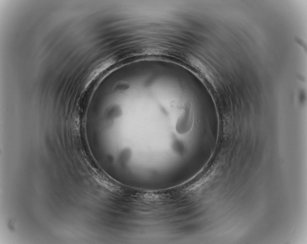 X0000091540827200708171242