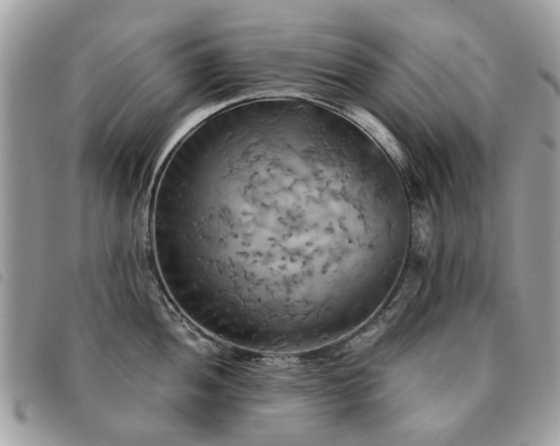 X0000091541052200708171239