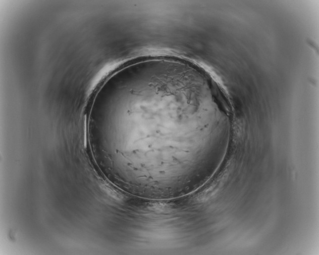 X0000091541175200708171237