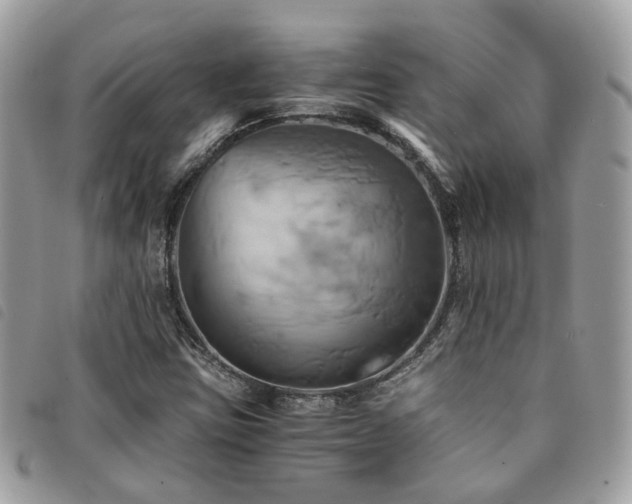 X0000091541403200708171233