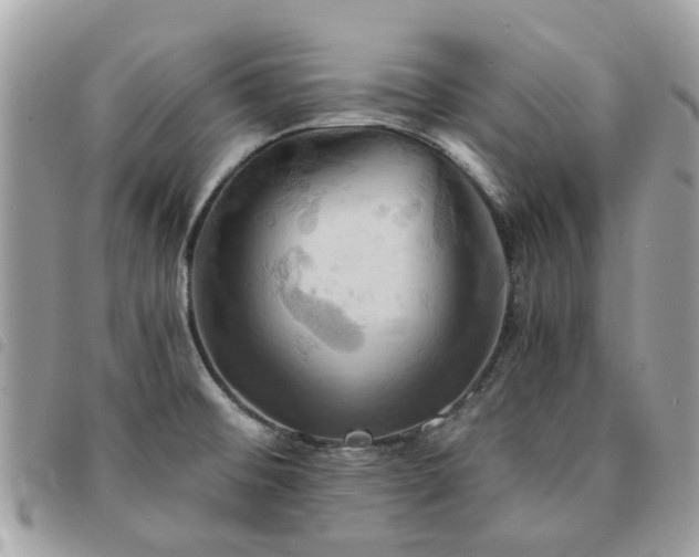 X0000091541476200708171232