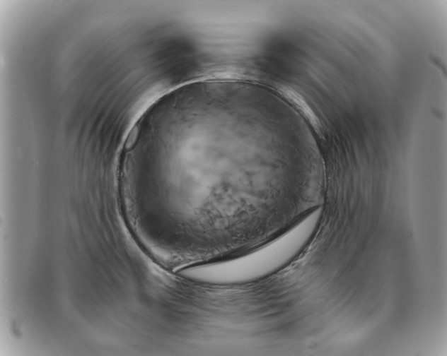 X0000091541483200708171232