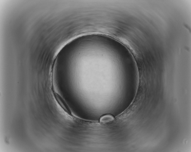 X0000091541524200708171232