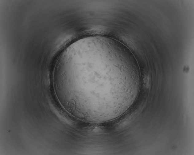 X0000091540254200708241740