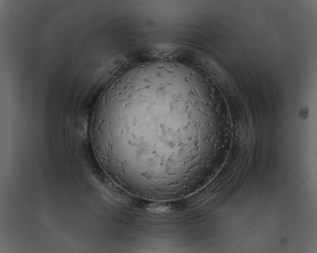 X0000091540602200708241735
