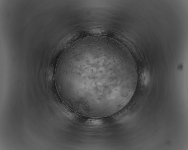 X0000091540665200708241735