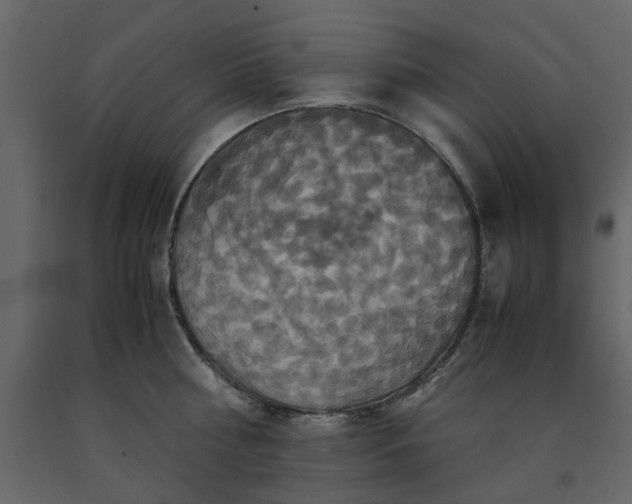 X0000091540810200708241732