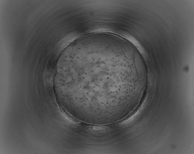 X0000091540857200708241732
