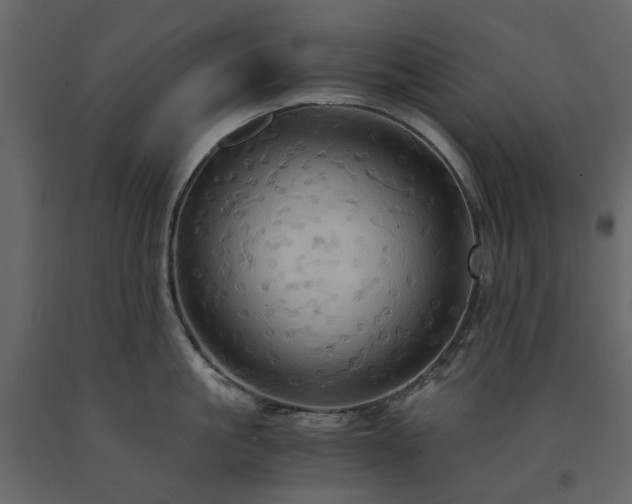 X0000091540861200708241732