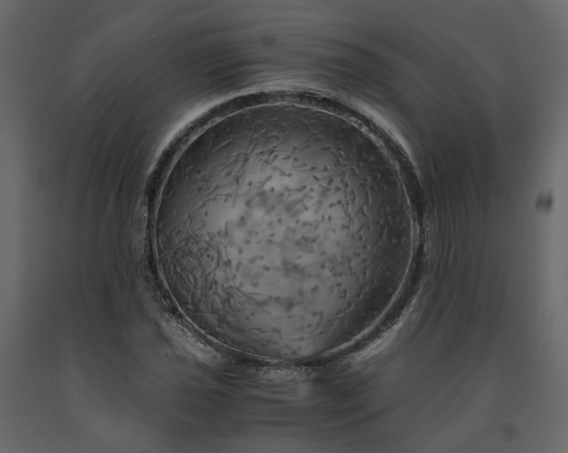 X0000091541021200708241729