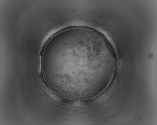 X0000091541175200708241727