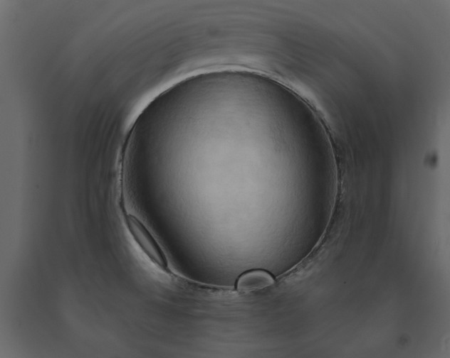 X0000091541524200708241722