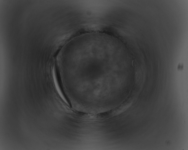 X0000091540624200708311333