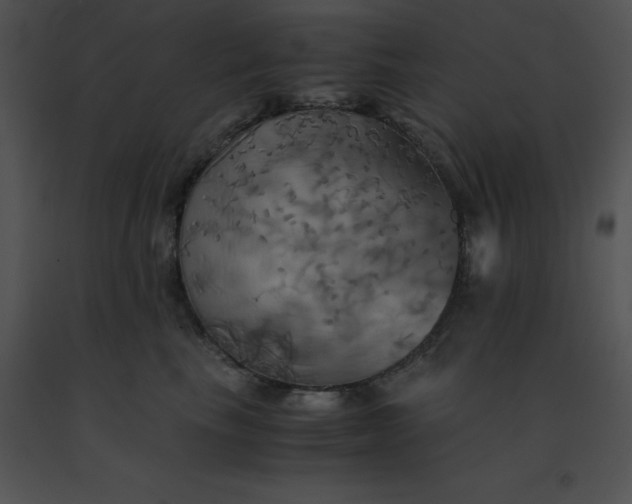 X0000091540665200708311333