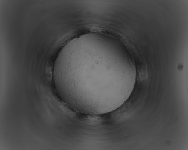 X0000091540666200708311333