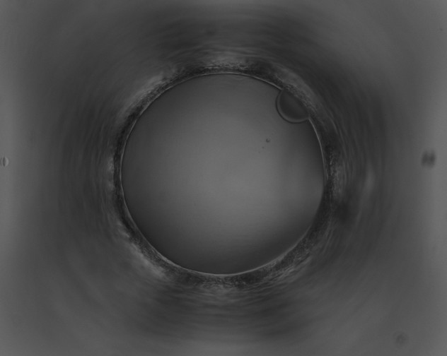 X0000091540729200708311331
