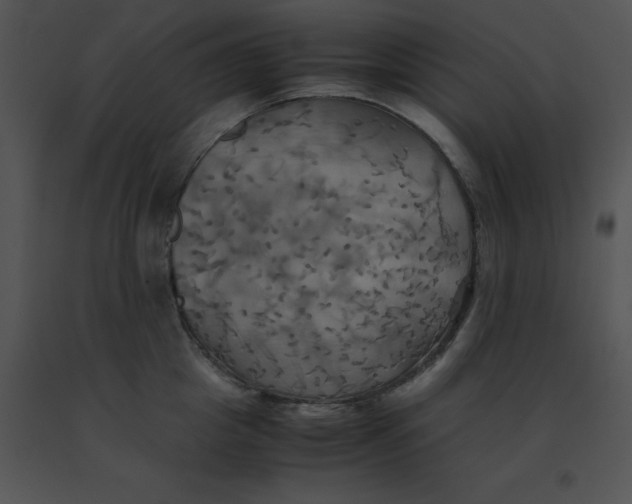 X0000091540857200708311330
