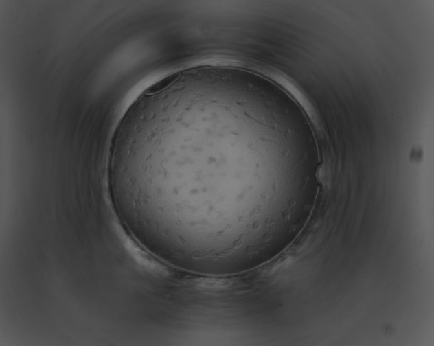 X0000091540861200708311330