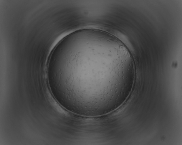 X0000091541436200708311322