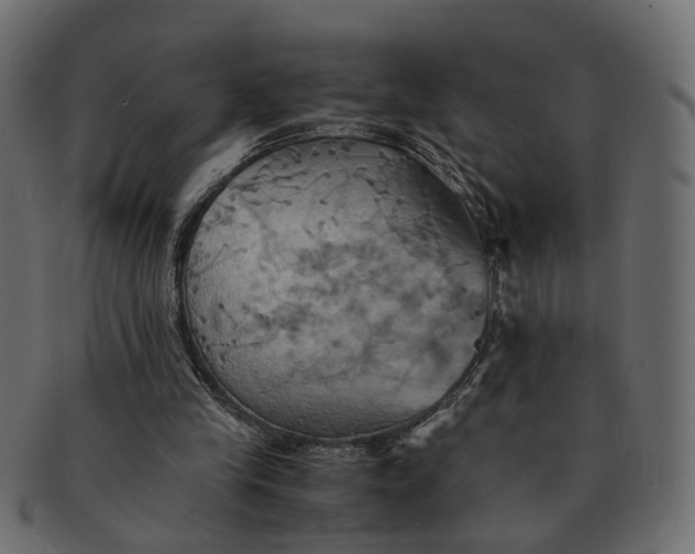 X0000091540245200709071110