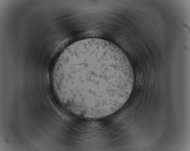 X0000091540254200709071110