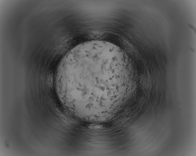 X0000091540602200709071106