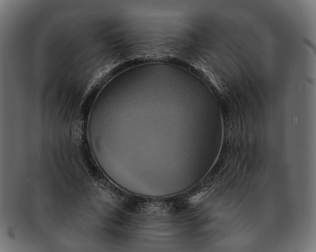 X0000091540736200709071103