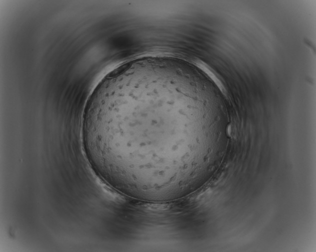 X0000091540861200709071102