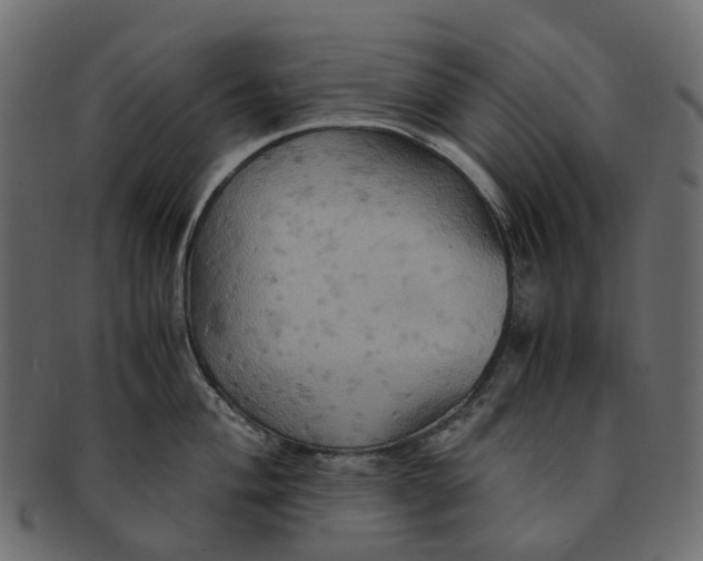 X0000091541004200709071100