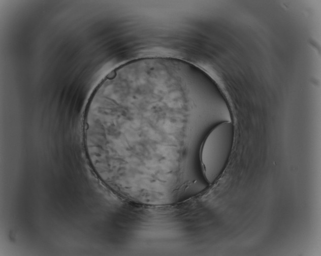 X0000091541008200709071100