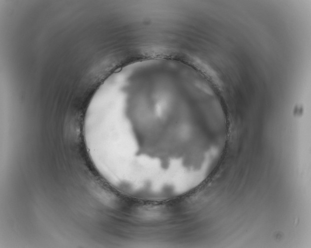 X0000091540065200709141504