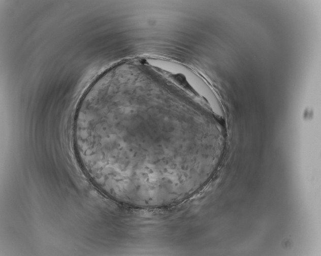 X0000091540241200709141501