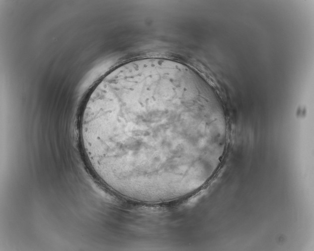 X0000091540245200709141501