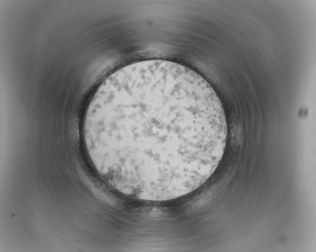 X0000091540254200709141501