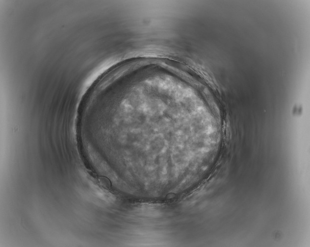 X0000091540292200709141501