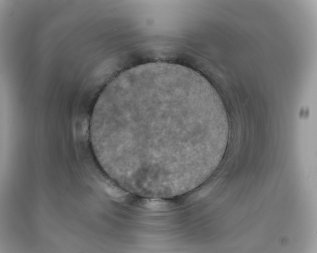 X0000091540336200709141501