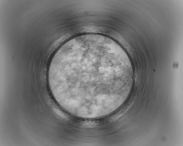 X0000091540445200709141459