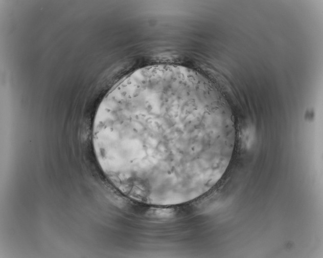 X0000091540665200709141457