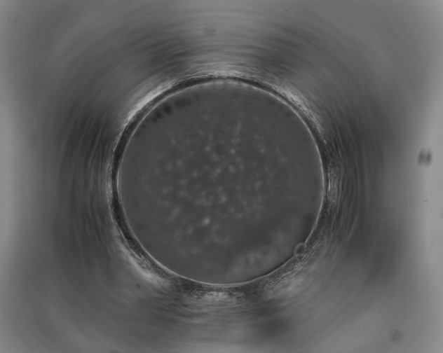 X0000091550390200708171309