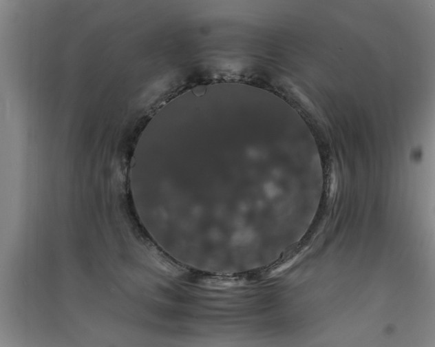 X0000091550661200708171306