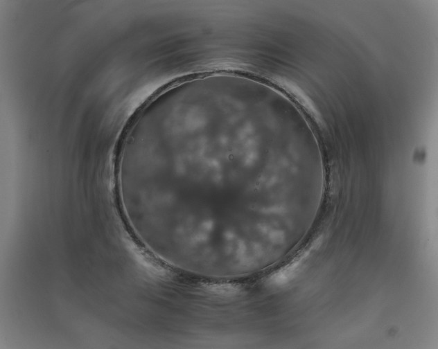 X0000091551031200708171301
