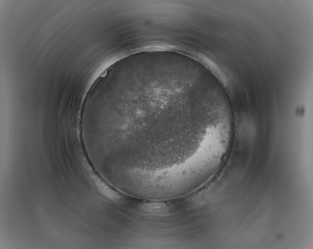 X0000091551186200708171259