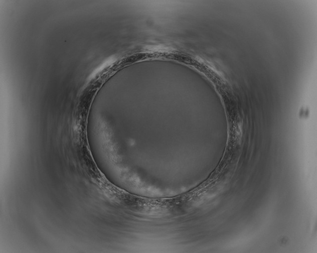 X0000091551254200708171259