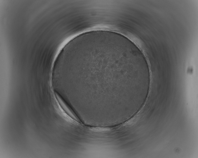 X0000091551296200708171258