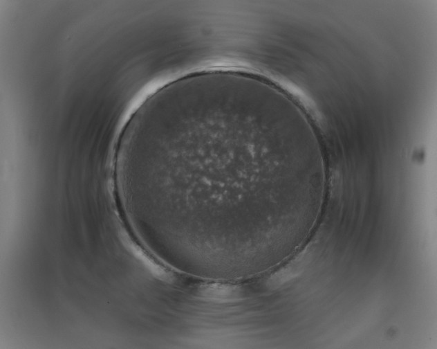 X0000091551374200708171257