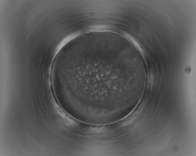X0000091551386200708171257