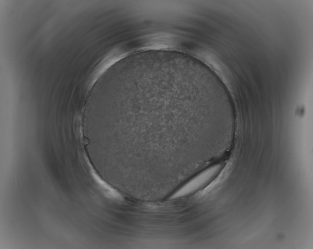 X0000091551433200708171257