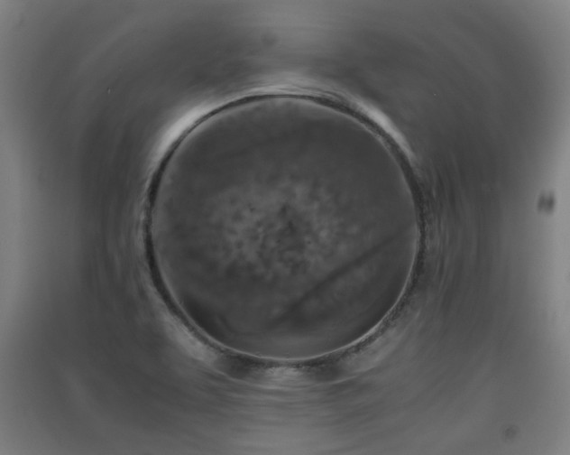X0000091551463200708171256